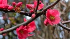 Red quince blossoms with raindrops