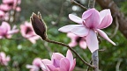 Gently pink magnolia, close-up of a bud