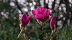 Rich dark pink magnolia flowers