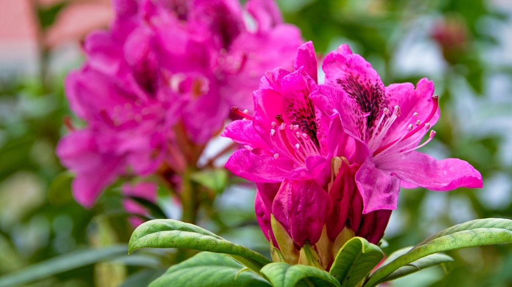 Cluster of hot pink rhododendron flowers