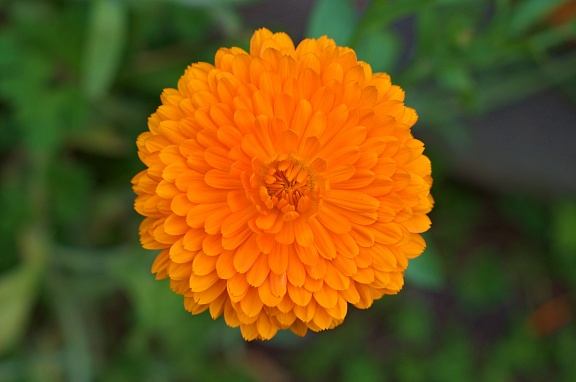 Orange Calendula