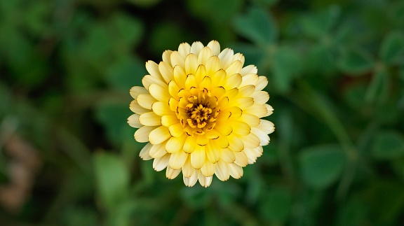 Yellow Calendula flower