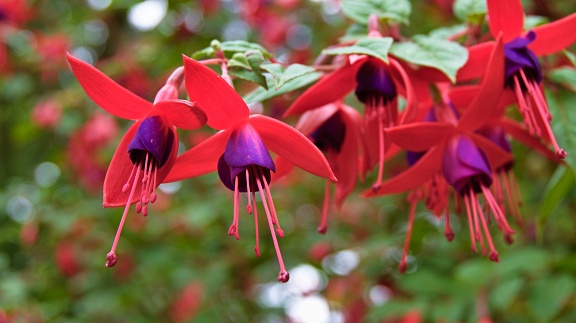Red and purple fuchsia flowers