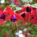 Red and purple fuchsia flowers
