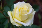 Soft yellow rose