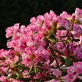 Pink rhododendron bush in full flower