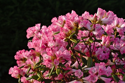 Pink rhododendron bush in full flower
