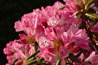 Pink rhododendron flowers