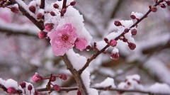 Pink cherry blossoms with snow
