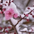 Pink cherry blossoms with snow