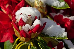 Red rhododendron blossoms with snow