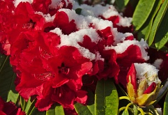 Bright red rhododendron flowers with snow