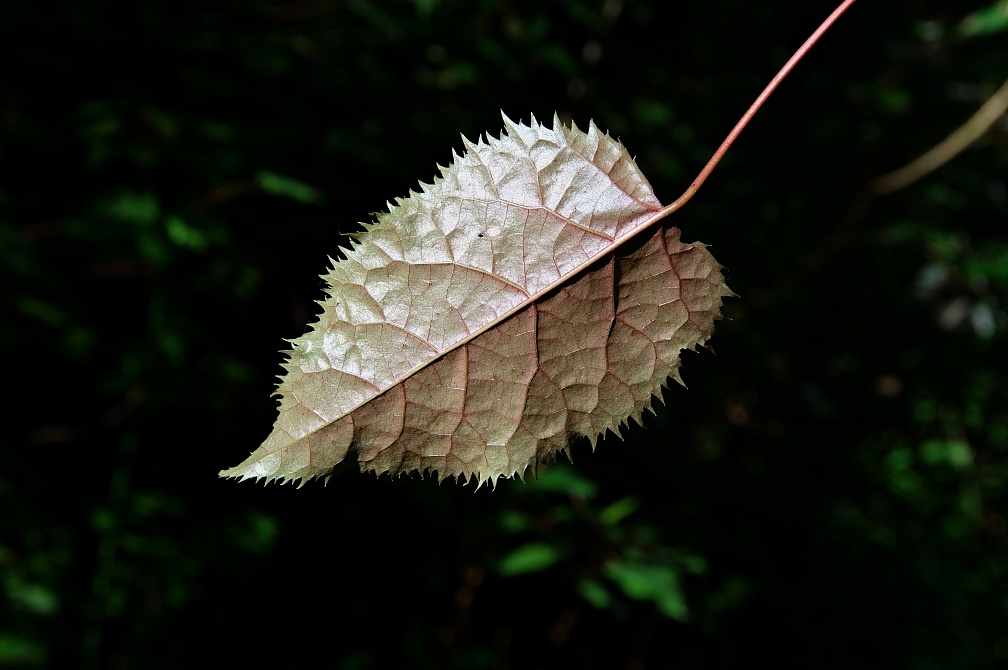 Leaf with jagged edge