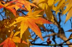 Yellow and orange maple leaves