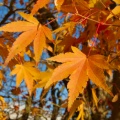 Yellow and orange maple leaves