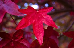 Red maple leaf