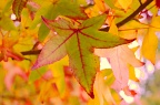 Colourful maple leaves