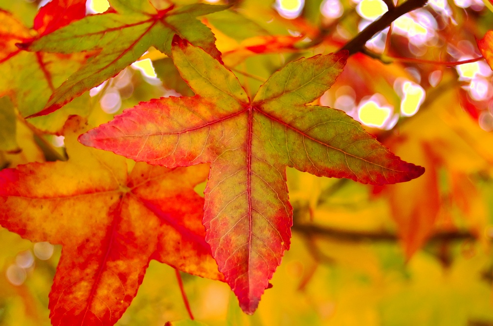 Colourful maple leaves