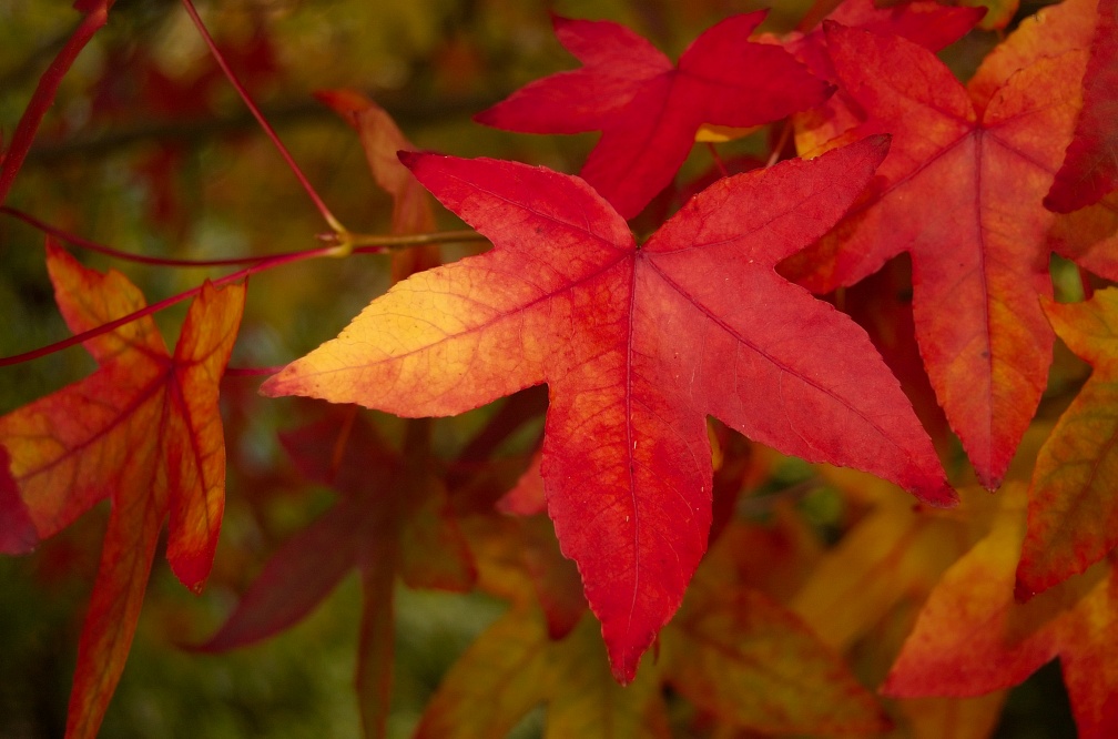Red maple leaves