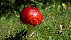 Round red toadstool