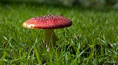 Red toadstool with flat umbrella