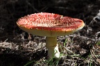 Large red mature toadstool
