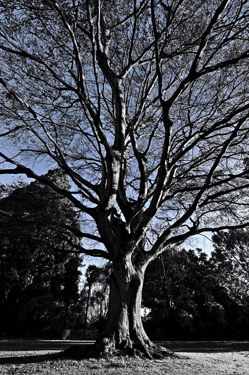 Beech tree in Dunedin botanic gardens