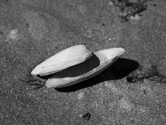 Two halves of a seashell