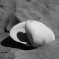 Open halves of a seashell in the sand