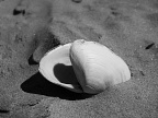 Open halves of a seashell in the sand