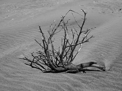 Dead tree branch in the sand