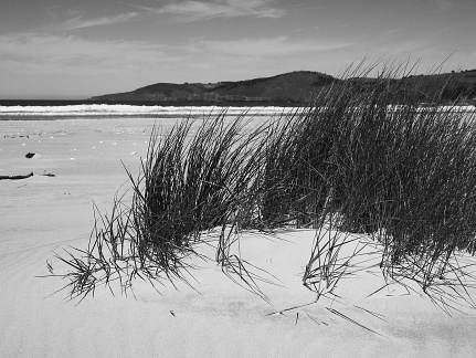 Tussock and the beach