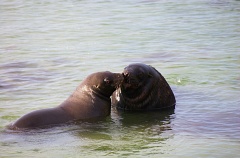 Two sea-lions playing