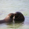 Two sea-lions playing