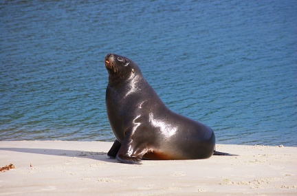 Side view of sea-lion on the beach