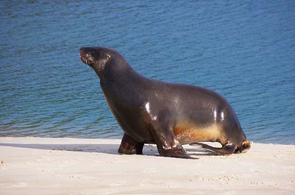 Side view of sea-lion walking