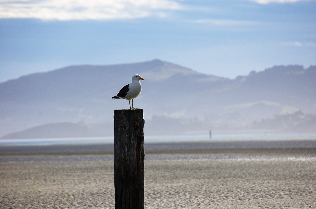 Sea-gull on top of a wooden pole