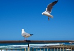 Seagulls on Esplanade railing