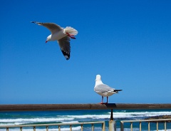 Seagulls on Esplanade railing