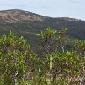 Koromiko (willow-leaf hebe) and Swampy Summit
