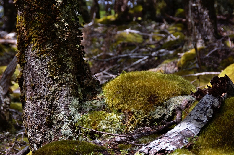 Mosses in beech forest