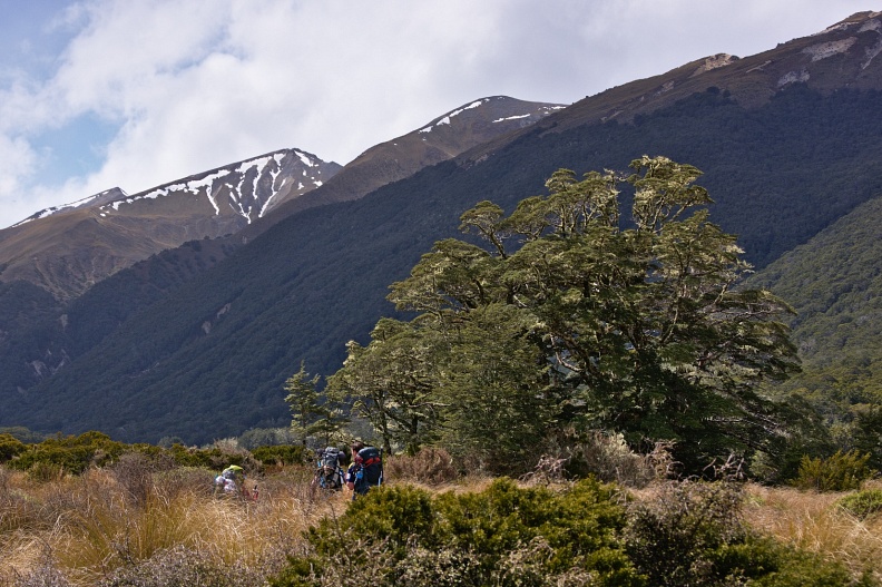 Tramping party in tall tussock