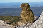 Native parrot Kea on granite rock
