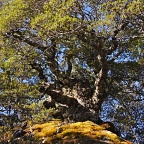 Gnarled beech tree