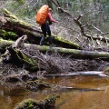 Careful stream crossing over a log