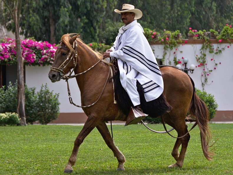 Horseman riding Peruvian Paso horse