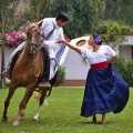 Marinera dance with Peruvian Paso horse