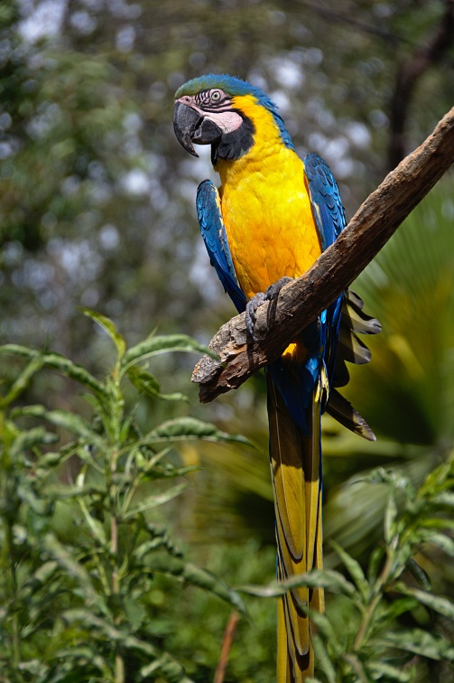 Ara - blue and yellow macaw