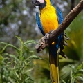 Ara - blue and yellow macaw