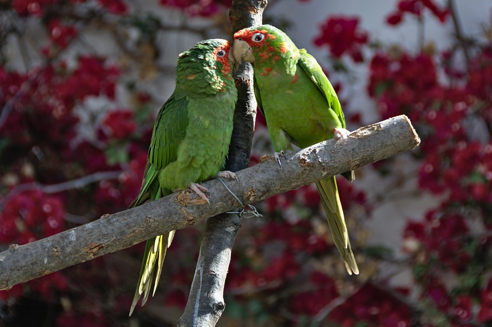 Scaly-headed parrots